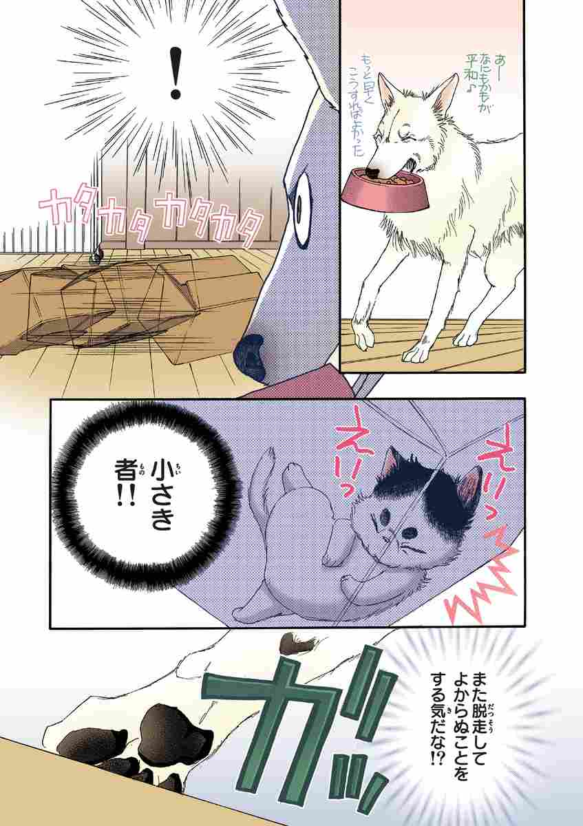 うちの犬が子ネコ拾いました 第１巻 竜山さゆり 試し読みあり 小学館コミック