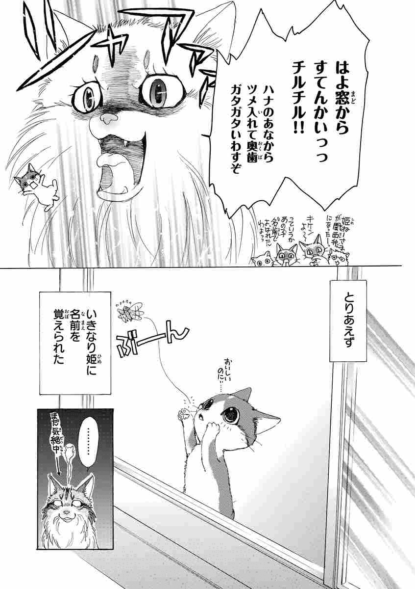 金目銀目ねこ館 １ 竜山さゆり 試し読みあり 小学館コミック