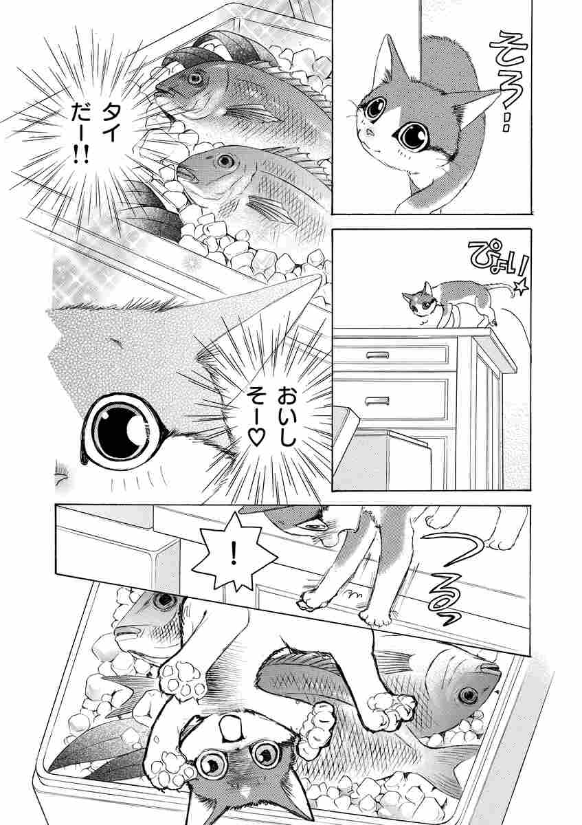 金目銀目ねこ館 ２ 竜山さゆり 試し読みあり 小学館コミック